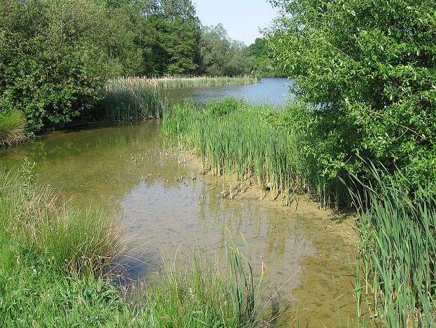 Warnham Pond