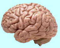 The Brain