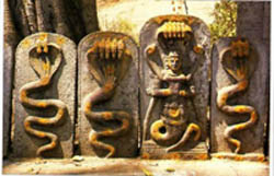 Naga