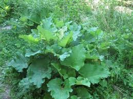 Burdock leaves