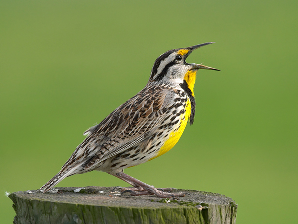 lark