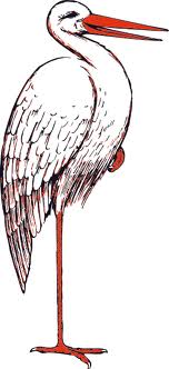 Stork