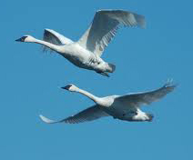 flying swans